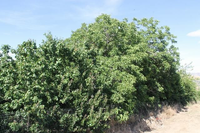 TERRENO TAMBUZZO CDA PASSARELLO