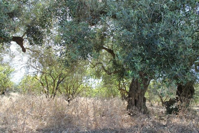 TERRENO TAMBUZZO CDA PASSARELLO