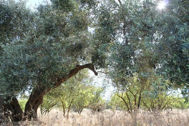 TERRENO TAMBUZZO CDA PASSARELLO
