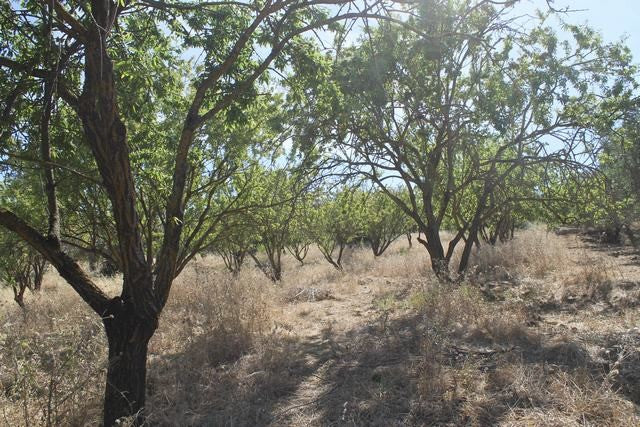 TERRENO TAMBUZZO CDA PASSARELLO