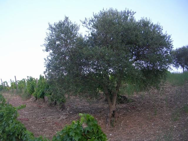 TERRENO E CASA GRIMALDI CDA BISSANA