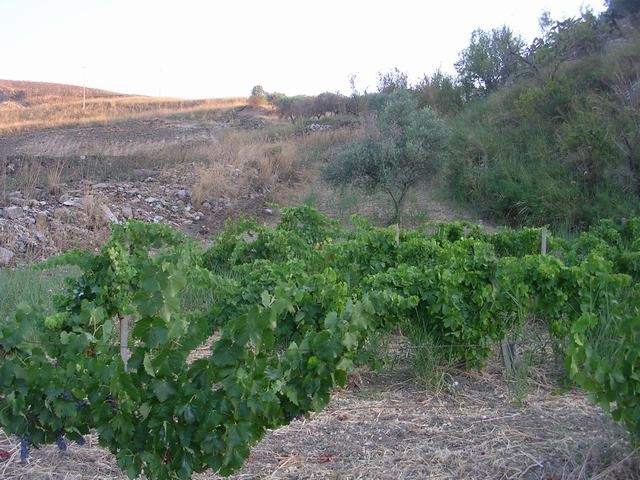 TERRENO E CASA GRIMALDI CDA BISSANA