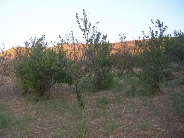 TERRENO E CASA GRIMALDI CDA BISSANA