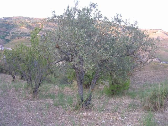 TERRENO E CASA GRIMALDI CDA BISSANA