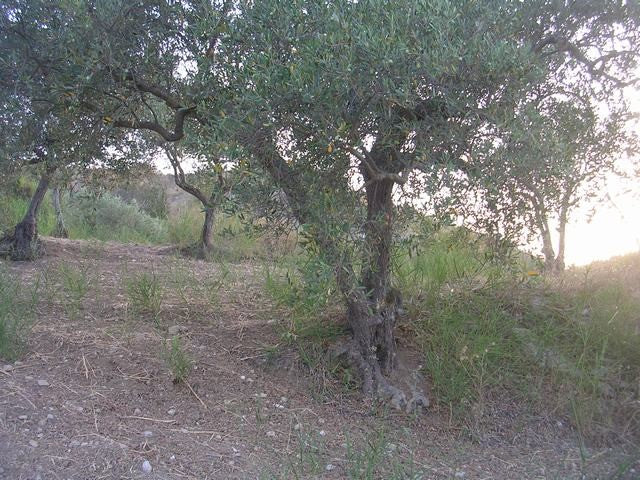 TERRENO E CASA GRIMALDI CDA BISSANA