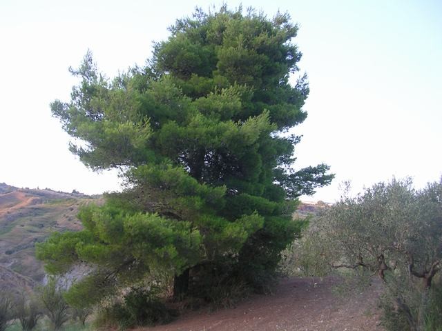 TERRENO E CASA GRIMALDI CDA BISSANA