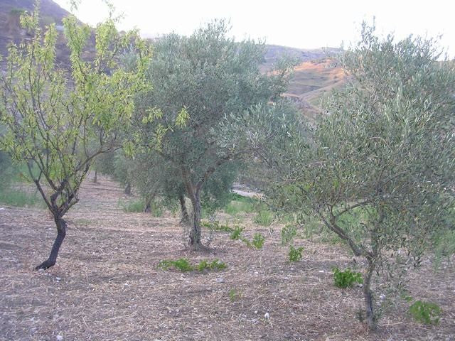 TERRENO E CASA GRIMALDI CDA BISSANA
