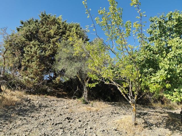TERRENO GAGLIANO CDA CICCIONE