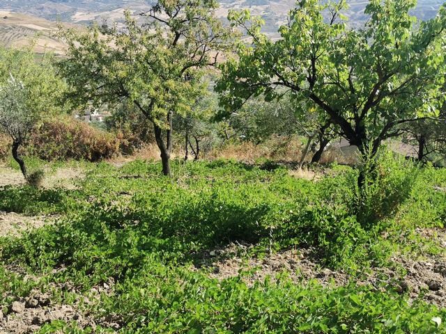 TERRENO GAGLIANO CDA CICCIONE