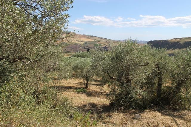 TERRENO TAMBUZZO CDA CASTELLACCIO