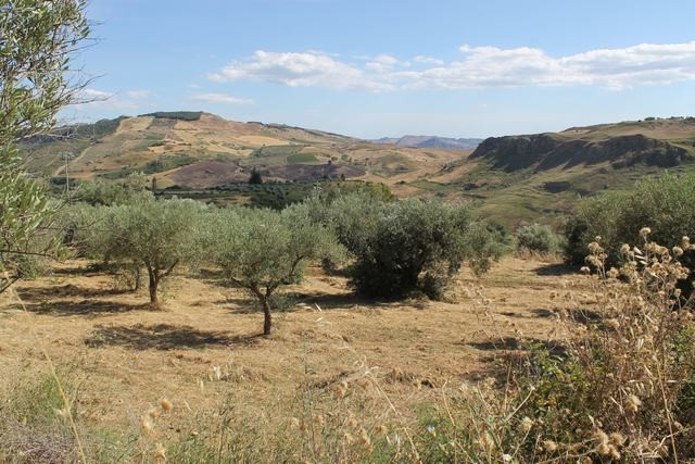 TERRENO TAMBUZZO CDA CASTELLACCIO