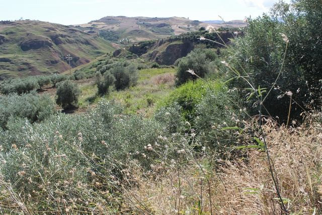 TERRENO TAMBUZZO CDA CASTELLACCIO