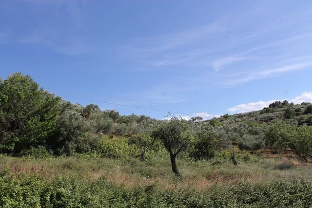 TERRENO TAMBUZZO CDA CASTELLACCIO