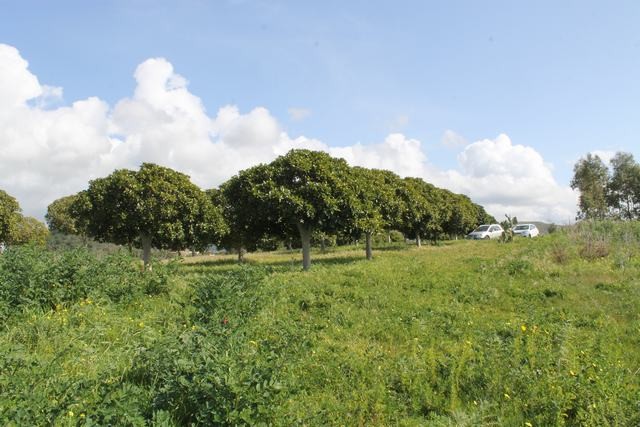 TERENNO PANORAMICO TERESA – TORRE SALSA (AG)
