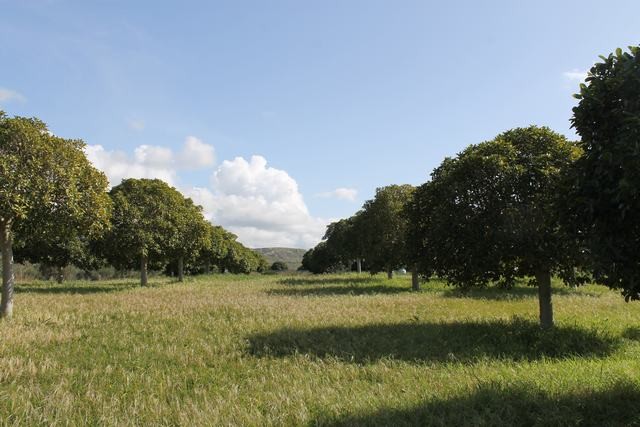 TERENNO PANORAMICO TERESA – TORRE SALSA (AG)