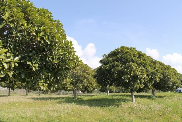 TERENNO PANORAMICO TERESA – TORRE SALSA (AG)
