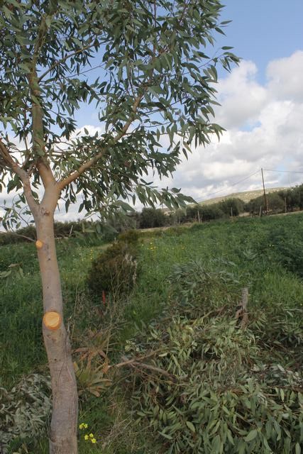 TERENNO PANORAMICO TERESA – TORRE SALSA (AG)