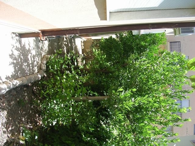 VILLA CON GIARDINO – COLLURA