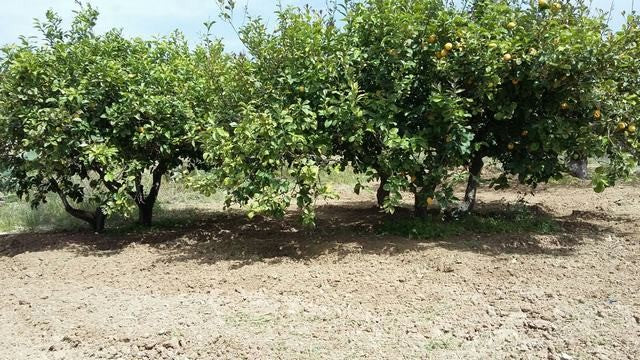 TERRENO PANORAMICO CON VISTA MARE FERRARO - BOVO MARINA (AG)