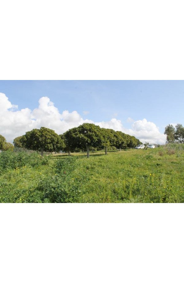 TERENNO PANORAMICO CASOLA – TORRE SALSA (AG)