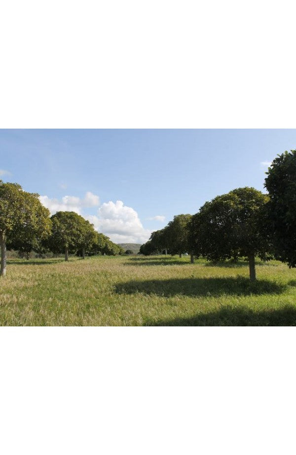 TERENNO PANORAMICO CASOLA – TORRE SALSA (AG)