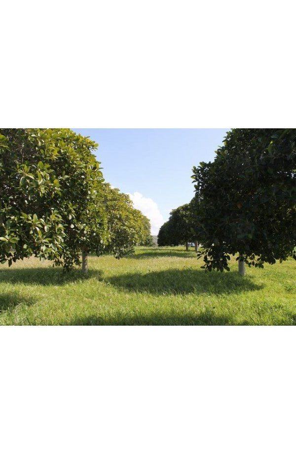 TERENNO PANORAMICO CASOLA – TORRE SALSA (AG)