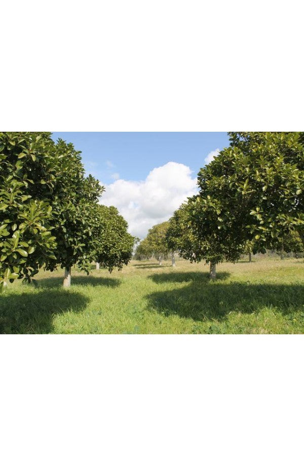 TERENNO PANORAMICO CASOLA – TORRE SALSA (AG)