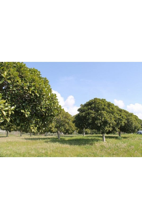 TERENNO PANORAMICO CASOLA – TORRE SALSA (AG)