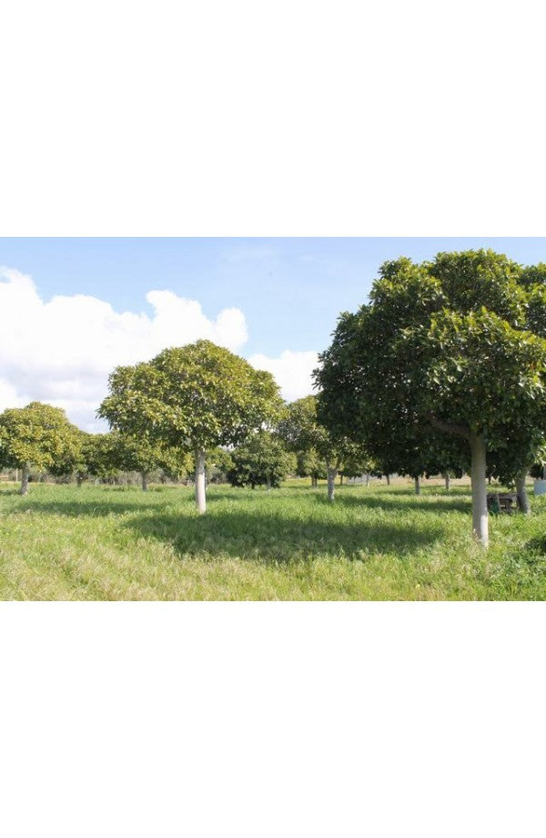 TERENNO PANORAMICO CASOLA – TORRE SALSA (AG)