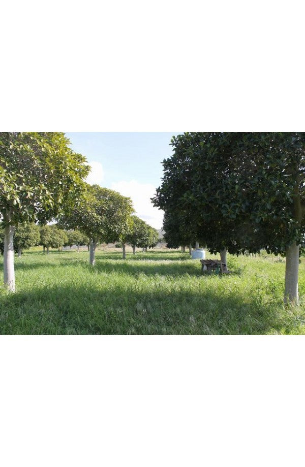 TERENNO PANORAMICO CASOLA – TORRE SALSA (AG)