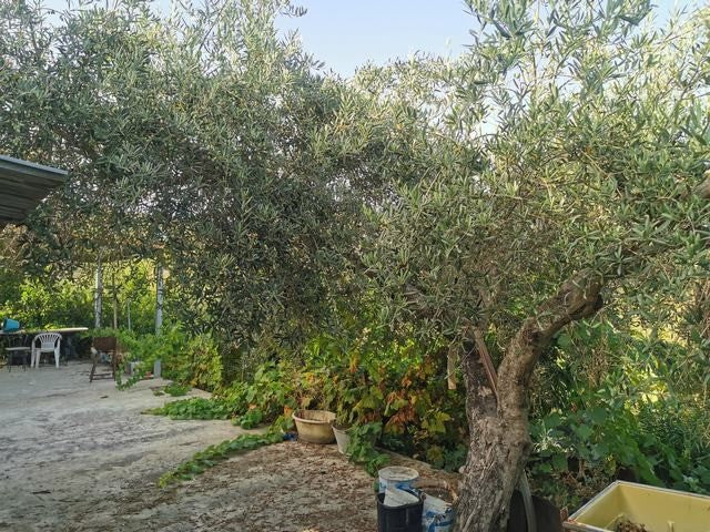 HOUSE AND LAND GUIDA - CDA QUARTO ROCCHI