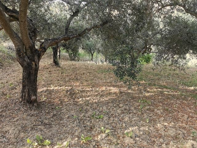 HOUSE AND LAND GUIDA - CDA QUARTO ROCCHI