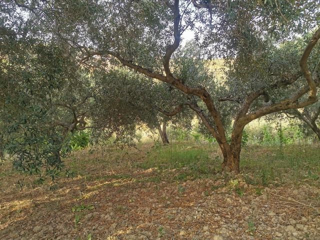 HOUSE AND LAND GUIDA - CDA QUARTO ROCCHI