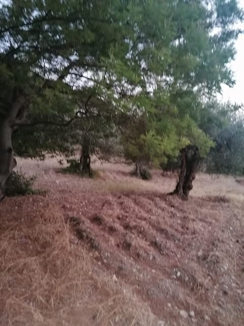 VILLETTA E TERRENO A GIULIANA (PA)