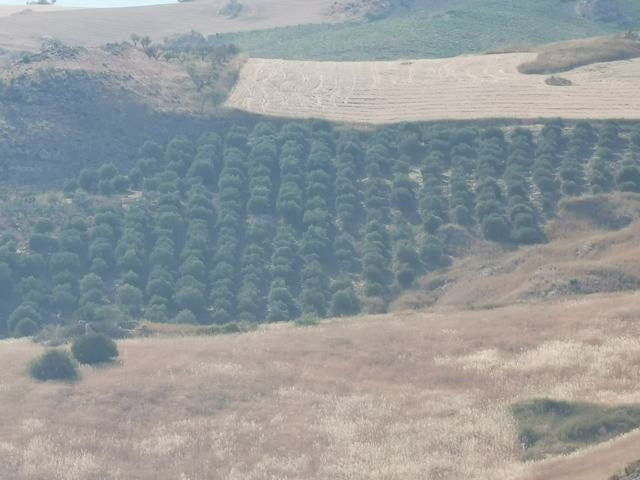 TERRENO GUIDA – CDA BALATA