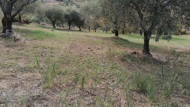 CASA PANORAMICA CON TERRENO PULIZZI ORLANDO – CDA SAVARINI