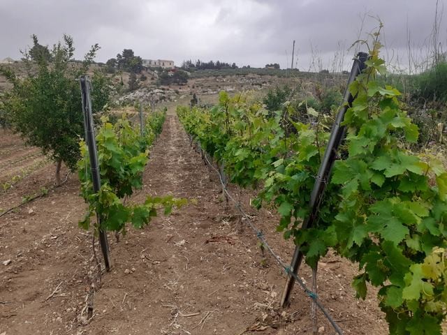 TERRENO PANORAMICO BUTTAFUOCO – SICULIANA (AG)