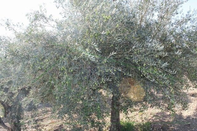 HOUSE AND LAND PENDINO - CONTRADA CINIE', PROPERTY IN SICILY