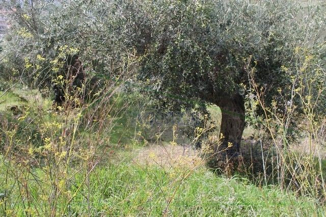 FABBRICATO RURALE E TERRENO CDA MARULLO