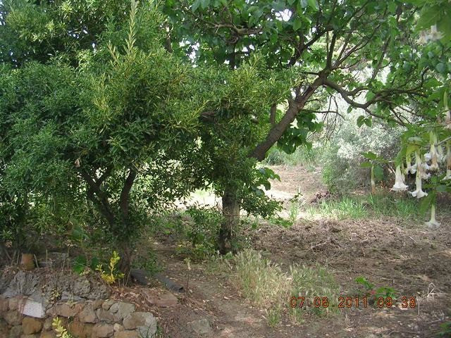 TERRENO SALVO CONTRADA CALDARELLE
