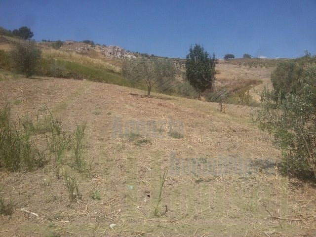 TERRENO VACCARO – CONTRADA QUARTO ROCCHI