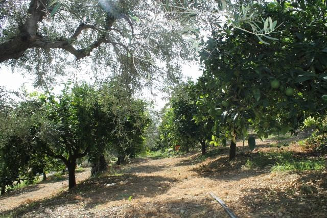 VILLA COCCHIARA - CALAMONACI