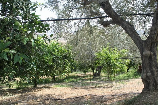 VILLA COCCHIARA - CALAMONACI