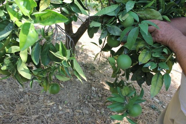 VILLA COCCHIARA - CALAMONACI