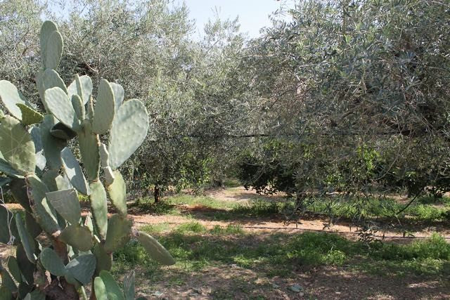 VILLA COCCHIARA - CALAMONACI
