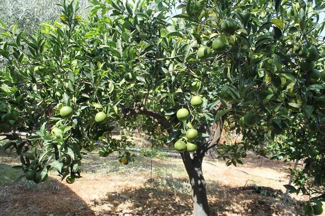 VILLA COCCHIARA - CALAMONACI