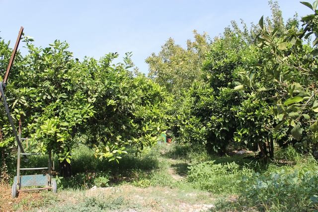 VILLA COCCHIARA - CALAMONACI