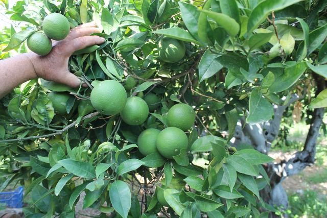 VILLA COCCHIARA - CALAMONACI