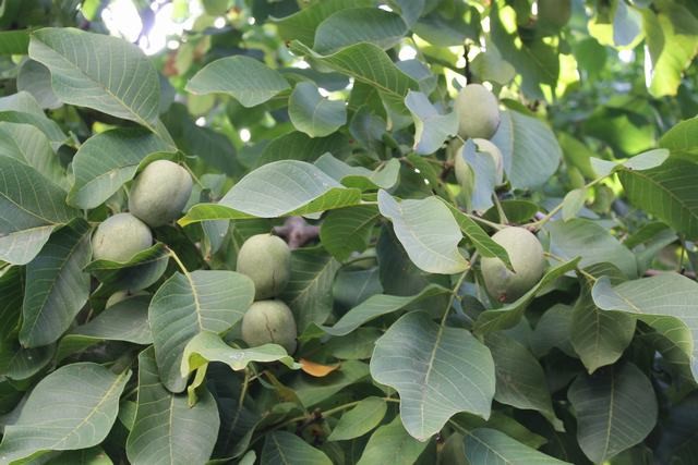 VILLA COCCHIARA - CALAMONACI
