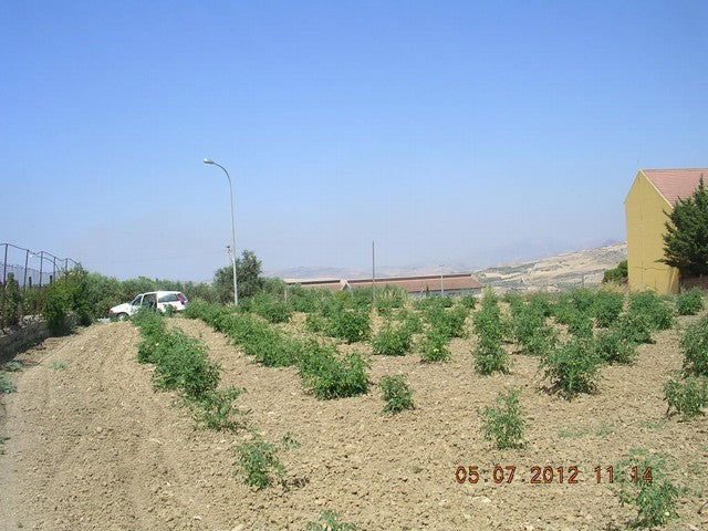 LOTTO TERRENO CONTRADA SERRA